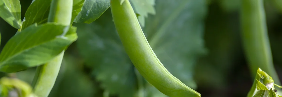 Grüne Erbse an einer Pflanze